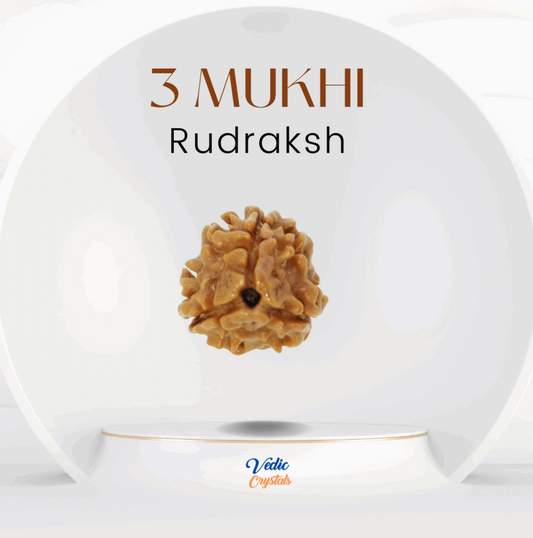 3 (Teen) Mukhi Natural Rudraksha