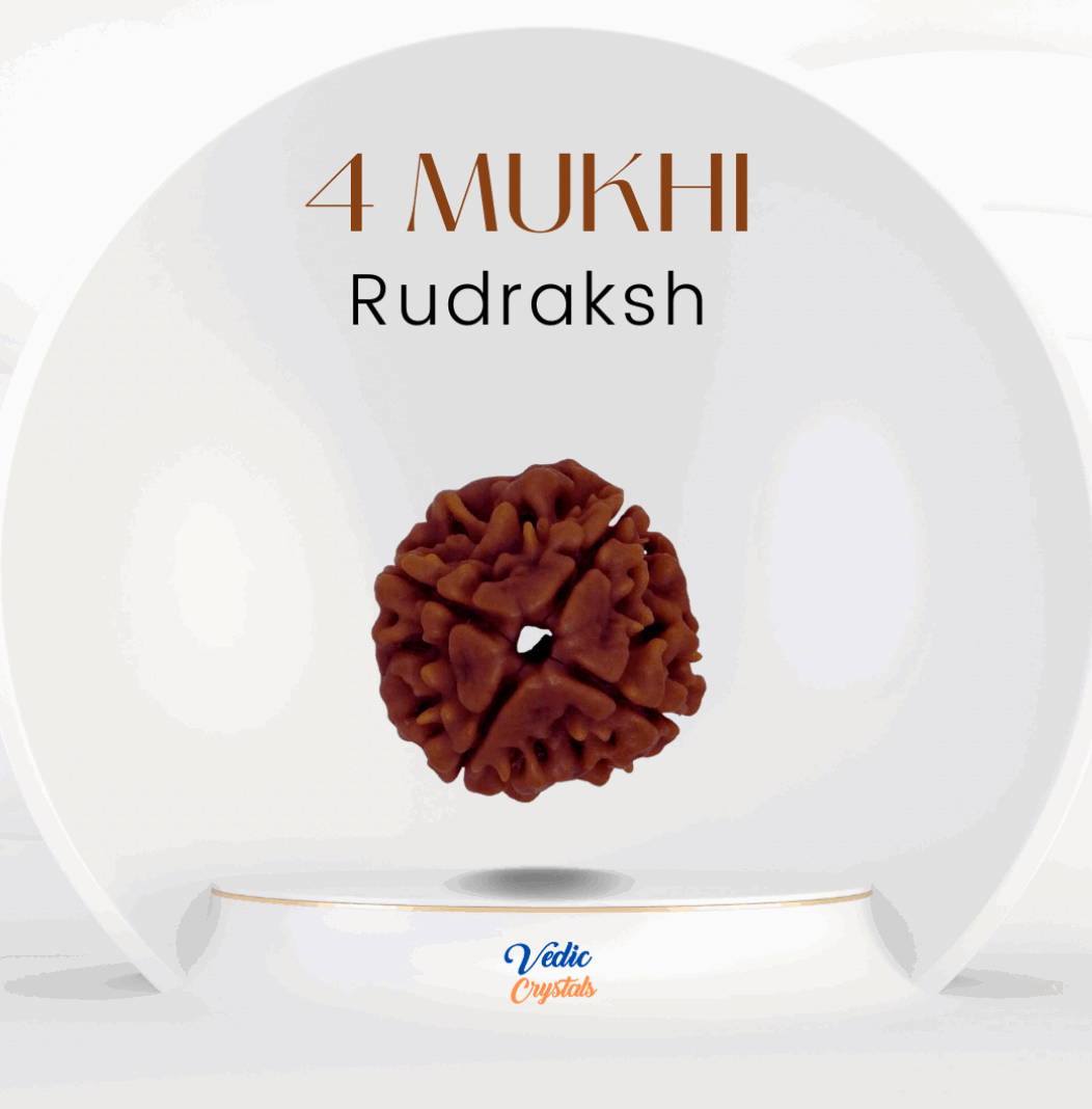 4 Mukhi Rudraksha - chaar mukhi