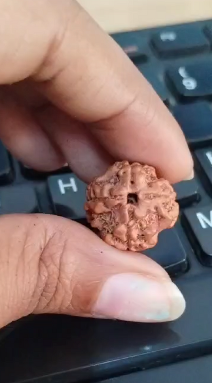 4 Mukhi Rudraksha