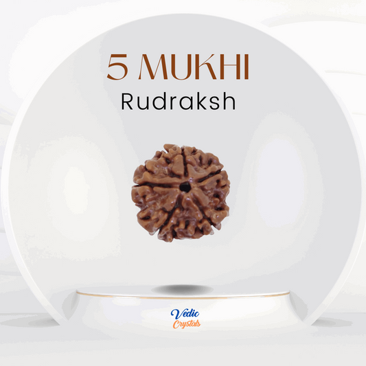 5 Mukhi (Paanch Mukhi) Rudraksha - Embodiment of Lord Shiva's Grace image