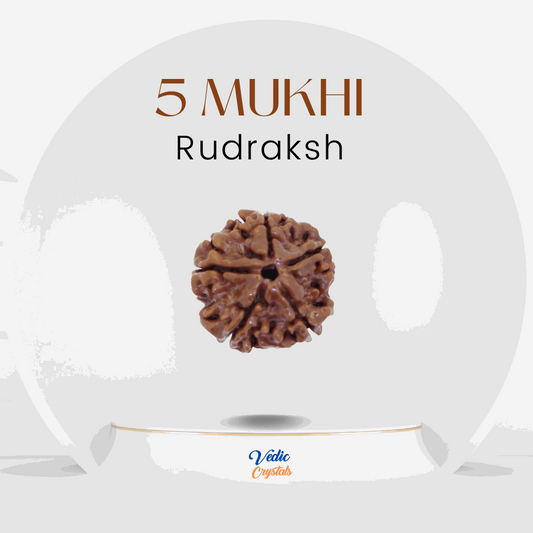 5 Mukhi (Paanch Mukhi) Rudraksha - Embodiment of Lord Shiva's Grace image