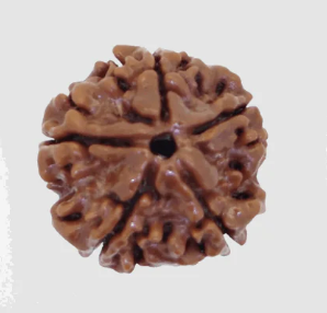 5 Mukhi Rudraksha | Paanch Mukhi Rudraksha