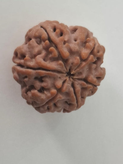 6 Mukhi Rudraksha