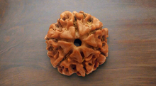 6 Mukhi Rudraksha