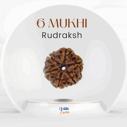 6 Mukhi Rudraksha - Embrace the Power of Lord Kartikeya