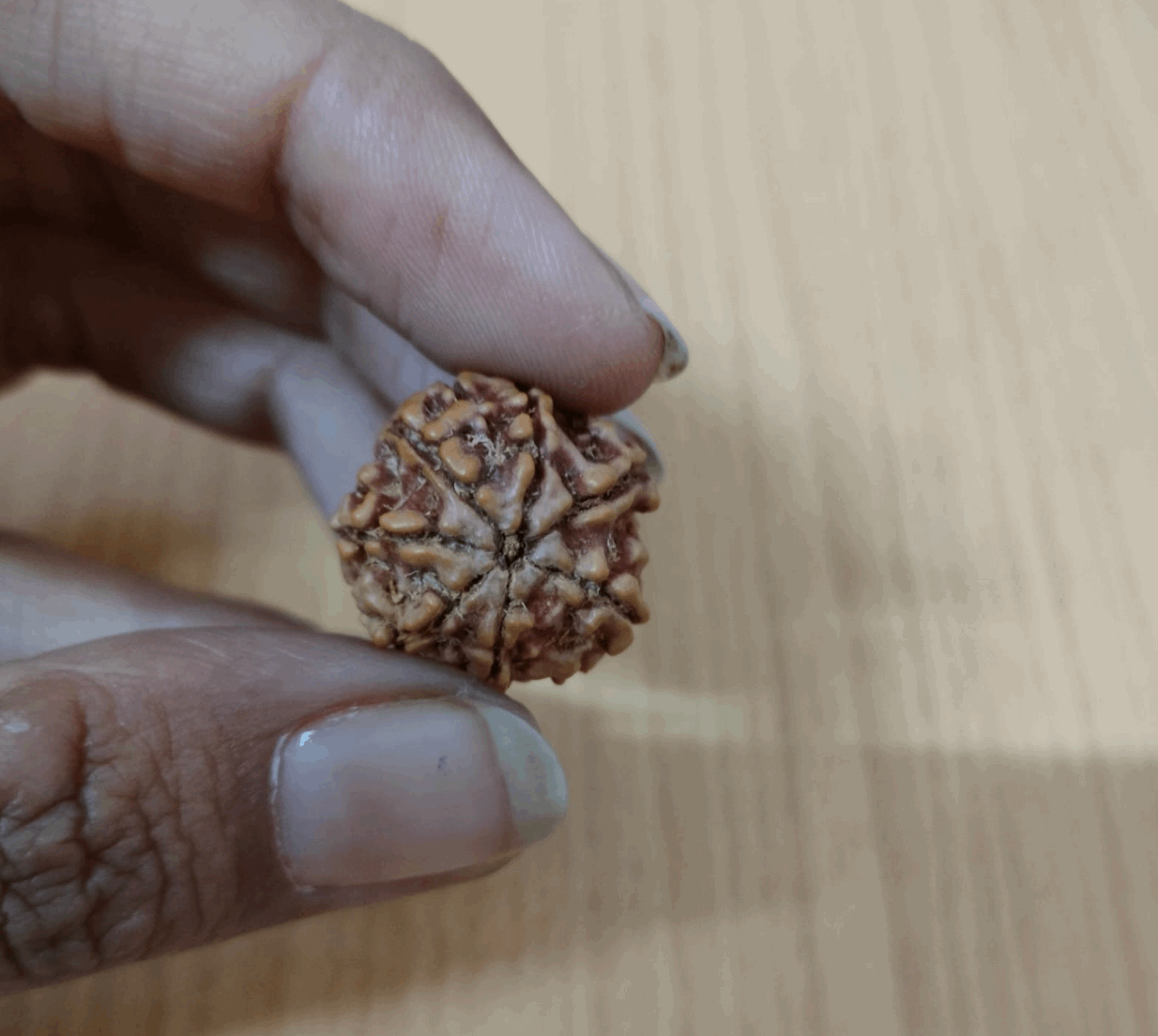 7 Mukhi Rudraksha for Goddess Mahalaxmi : for Prosperity and Abundance