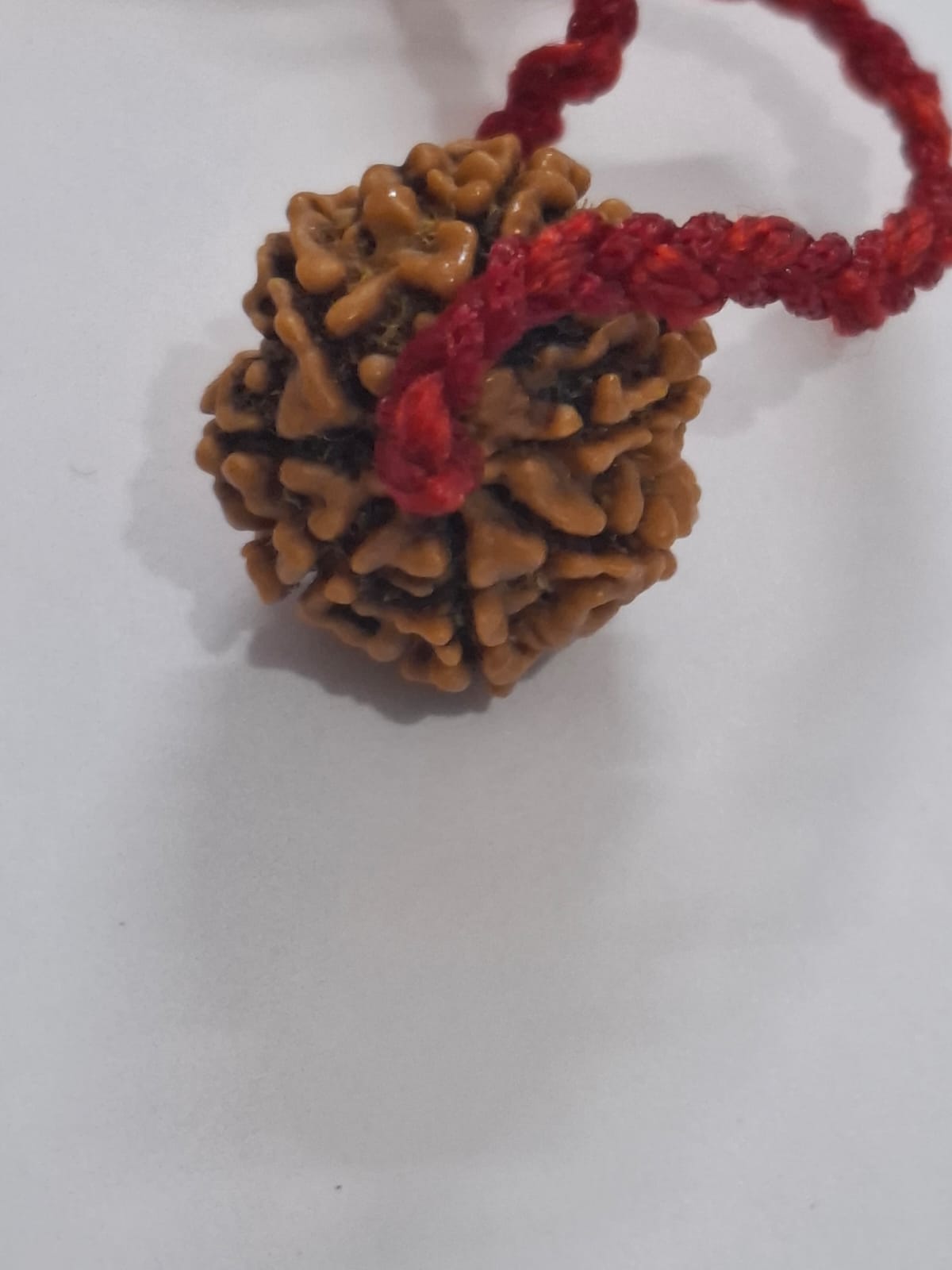 7 Mukhi Rudraksha with Red thread