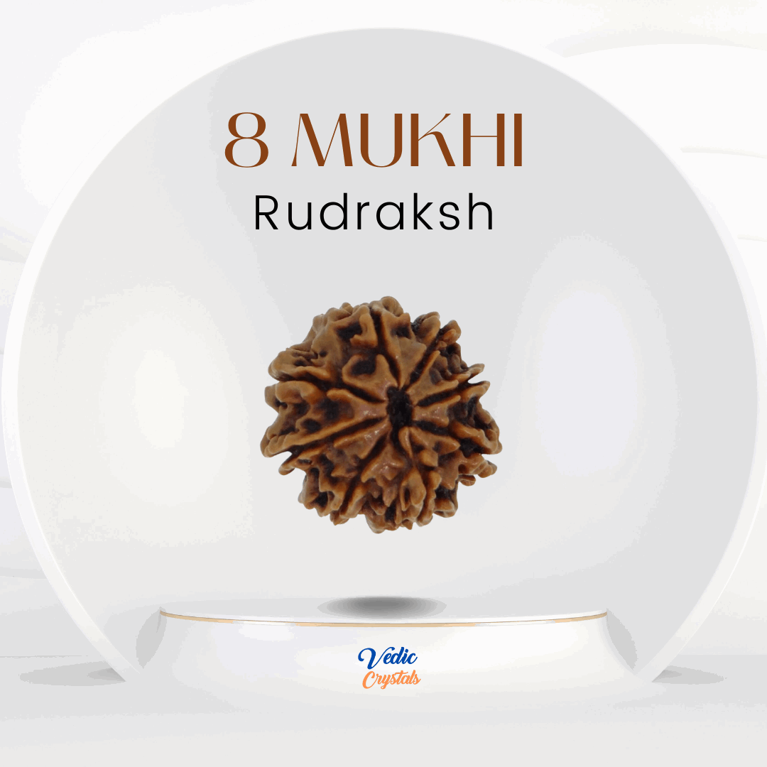 8 Mukhi (Aath Mukhi) Rudraksha | Lord Ganesha