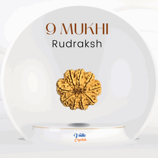 9 Mukhi (Nau Mukhi) Rudraksha | Goddess Durga