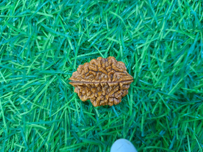 Do Mukhi Rudraksha