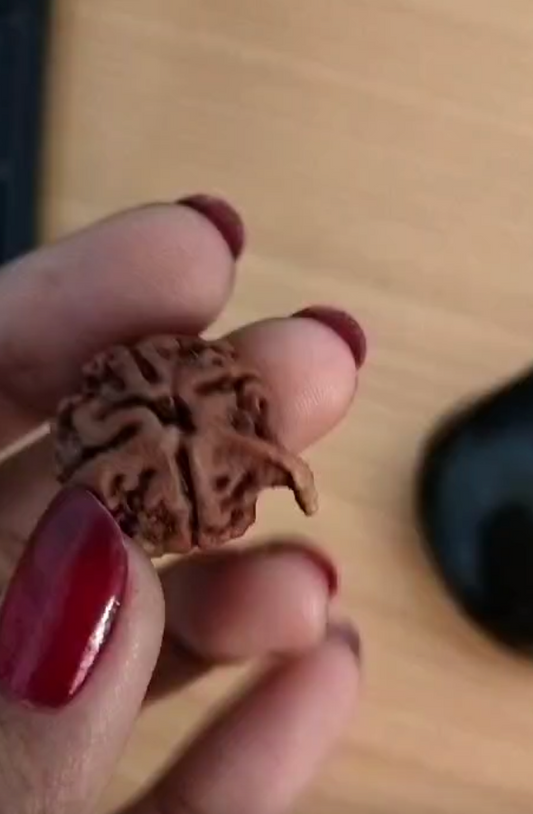 Ganesh Mukhi Rudraksha | Nepal