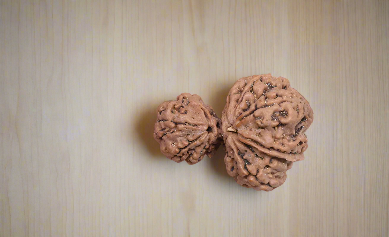 Garbh Gauri Rudraksha