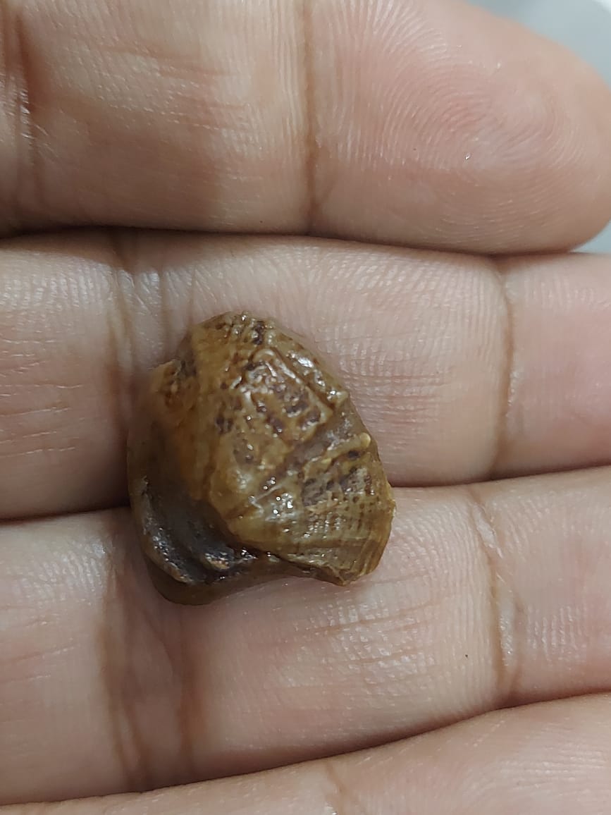 MachMani Stone | Machh Mani | Mach Mani | 16 Carat 