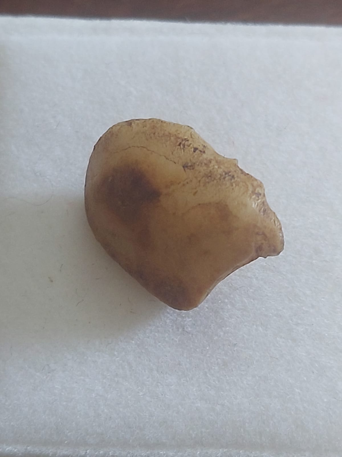 MachMani Stone | Machh Mani | Mach Mani | 7.5 Carat | Brown | With Cer ...