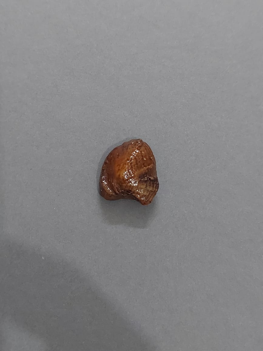 Machmani Stone | Machh Mani | Mach Mani  | 11 Carat | Brown 