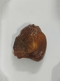 Brown Machmani For Rahu