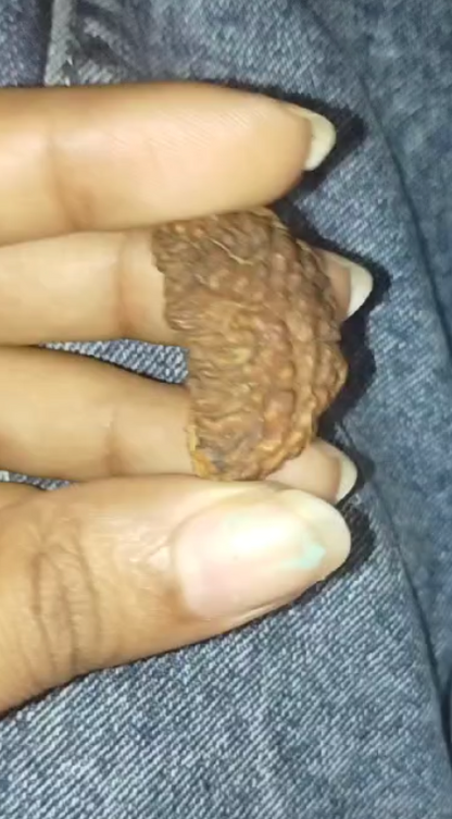 One Mukhi Rudraksha