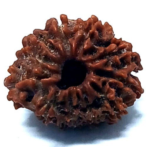 Rudraksha - 11 Mukhi