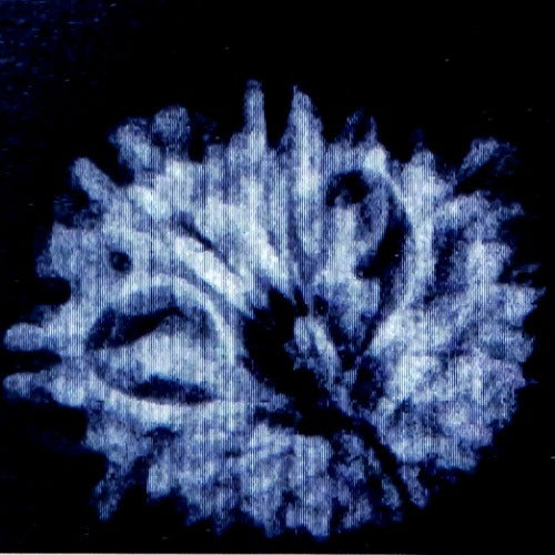 Rudraksha - 13 Mukhi | X ray