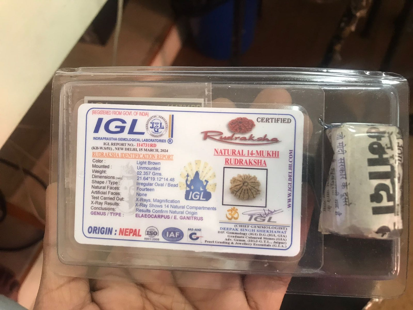 Rudraksha - 14 Mukhi