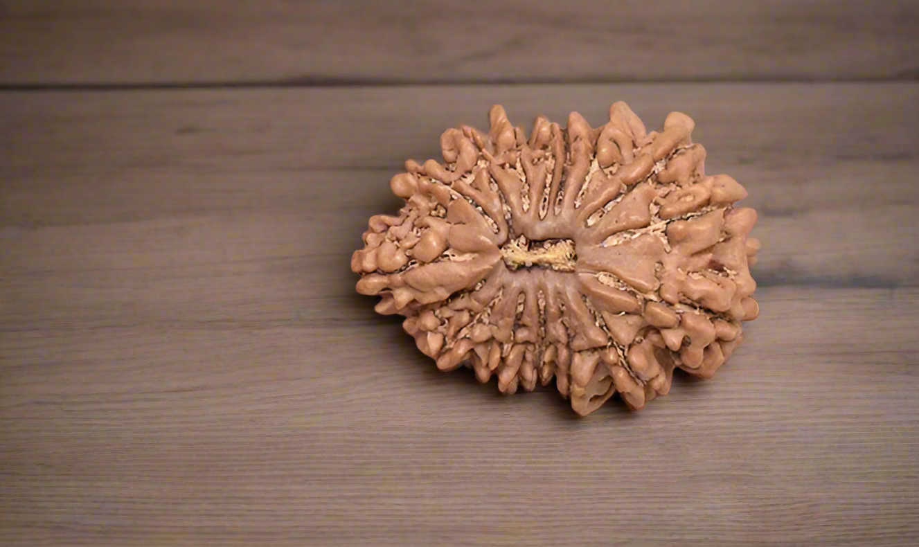 Rudraksha - 16 Mukhi 