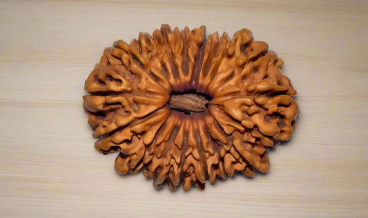 Rudraksha - 18 Mukhi