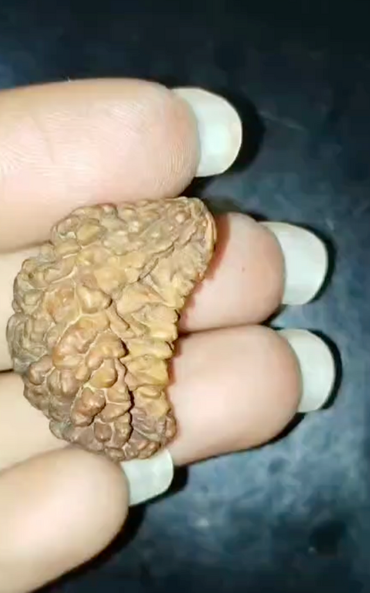 Rudraksha - 1 Mukhi 