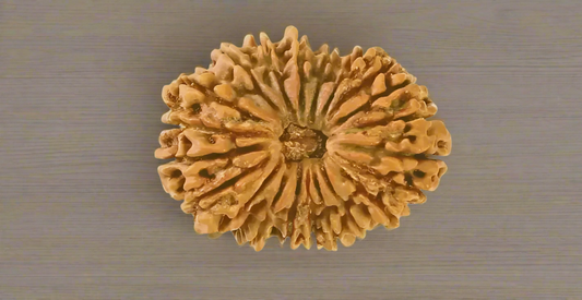 Rudraksha - 20 Mukhi