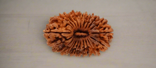 Rudraksha - 21 Mukhi