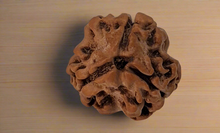 Rudraksha - 3 Mukhi