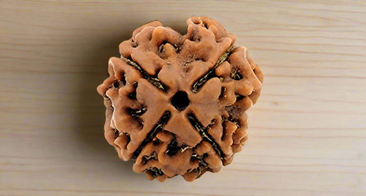 Rudraksha - 4 Mukhi