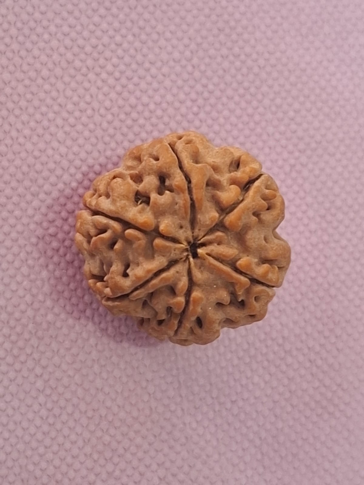 Rudraksha  - 6 Mukhi