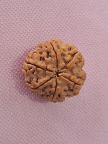Rudraksha  - 6 Mukhi