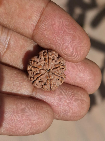 Rudraksha  - 6 Mukhi