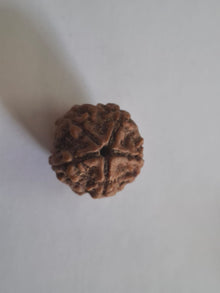 Rudraksha | 5 Mukhi 