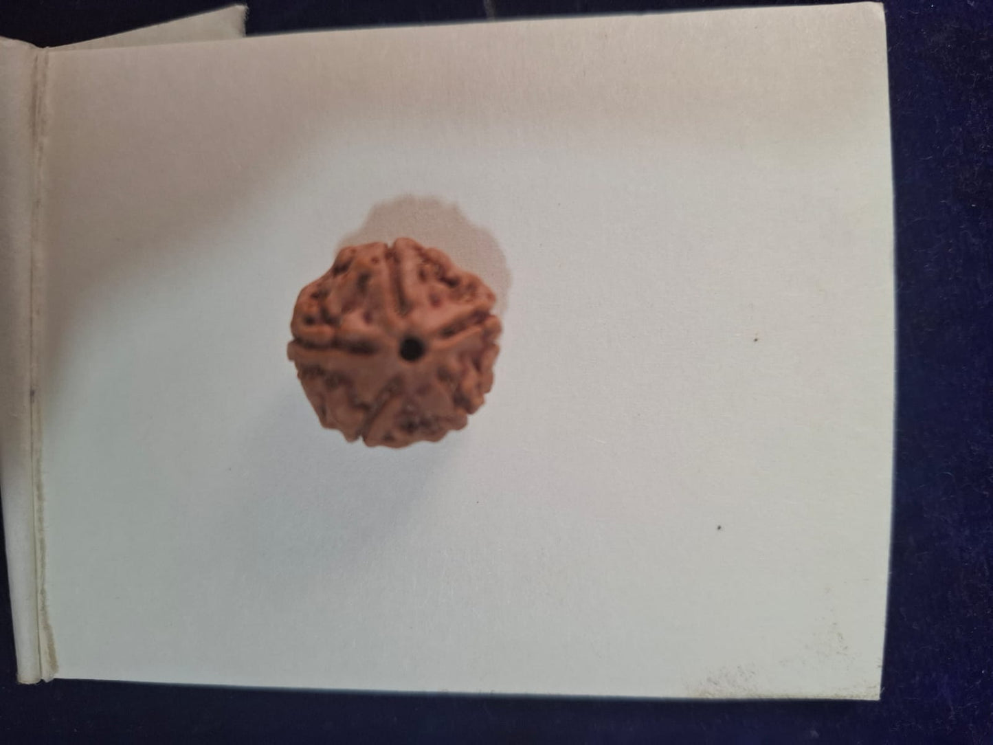 Rudraksha | 5 Mukhi 
