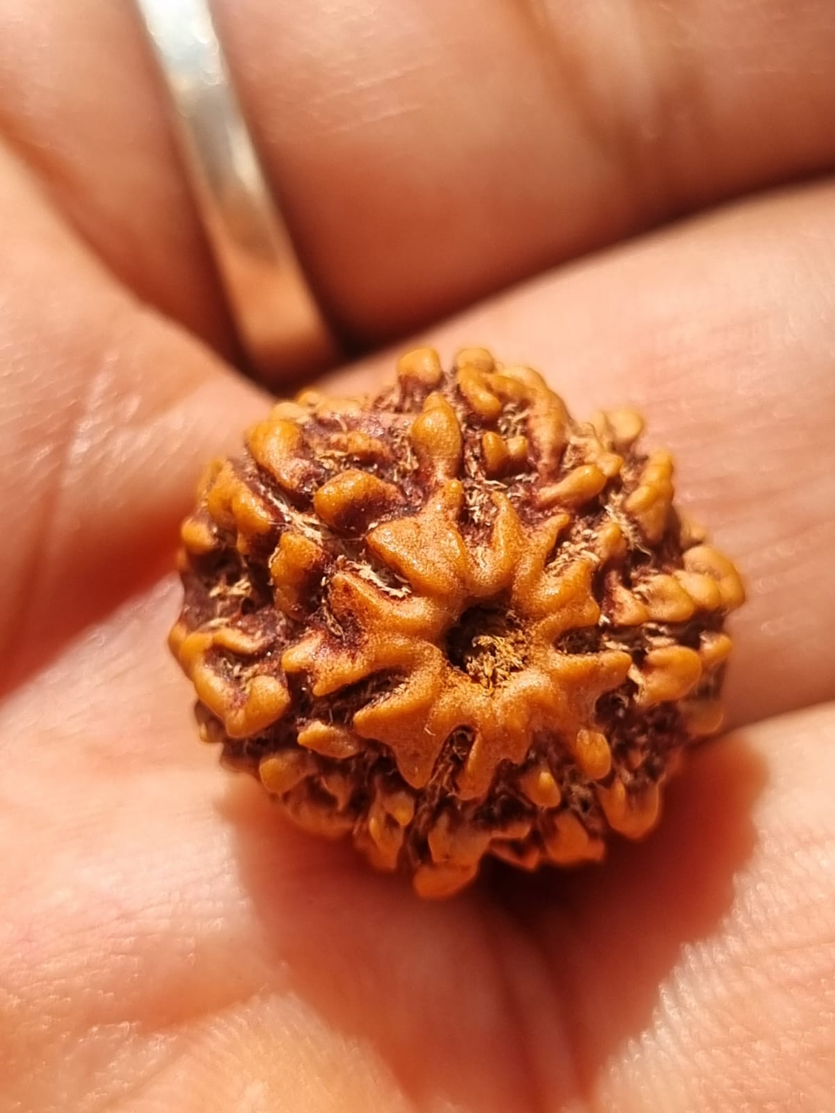 Rudraksha | 7 Mukhi | With Certificate