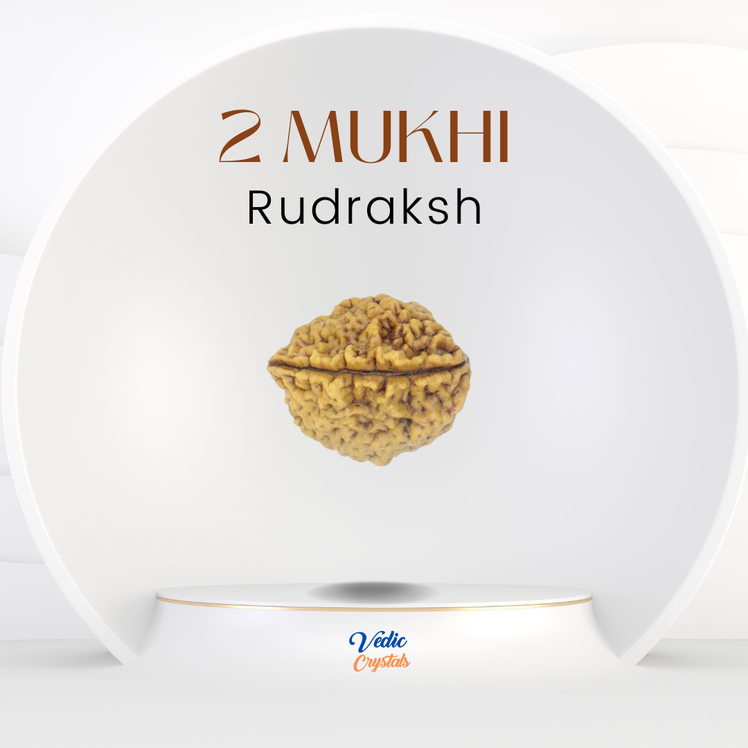 2 Mukhi Natural Rudraksha (Do Mukhi) | Lord Shiva and Goddess Parvati