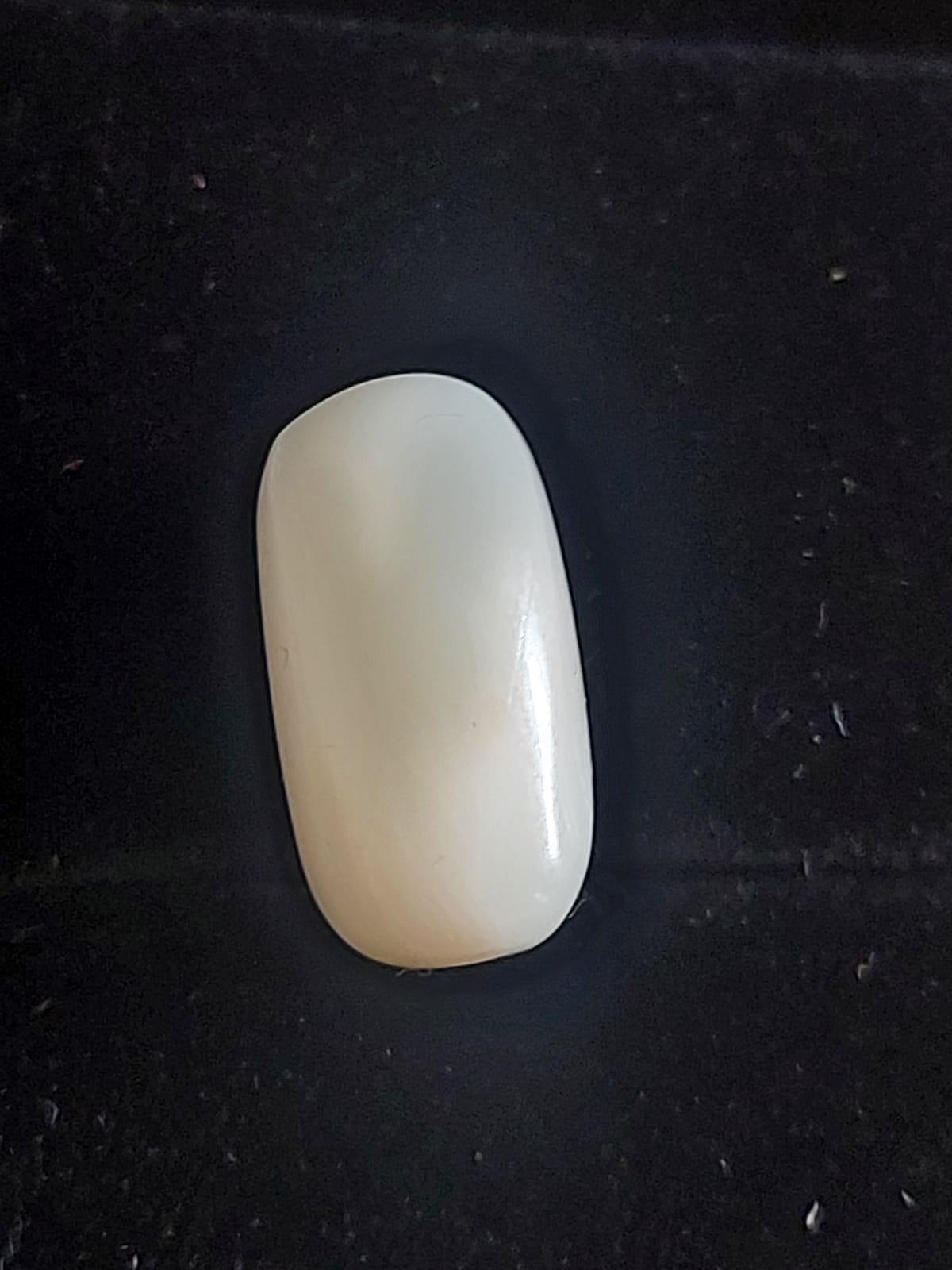 White Coral Stone Safed Mooonga 10 Ratti With Certificate – Vedic Crystals