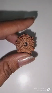 10 Mukhi Rudraksha | Dus Mukhi Rudraksha