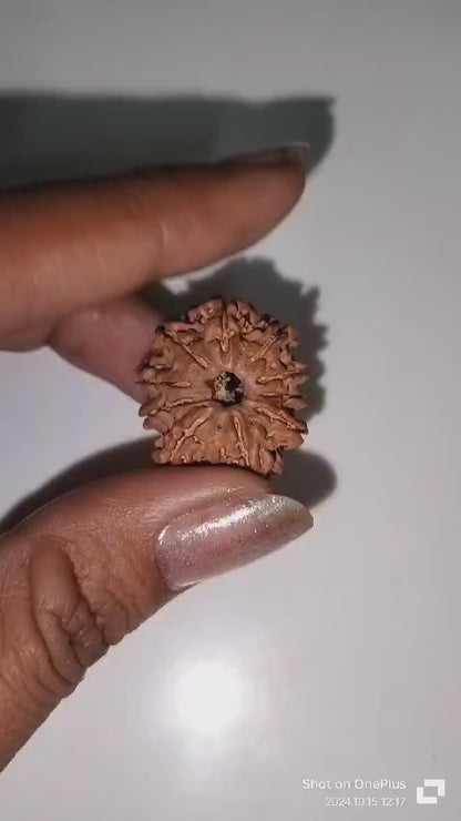 10 Mukhi Rudraksha | Dus Mukhi Rudraksha