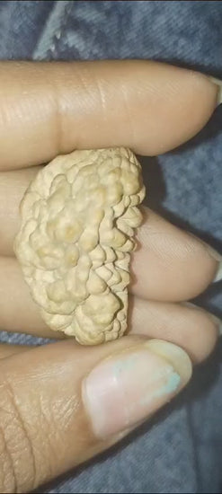 1 Mukhi Rudraksha