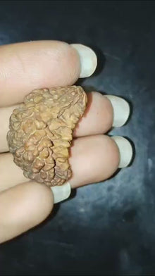 Rudraksha - 1 Mukhi 