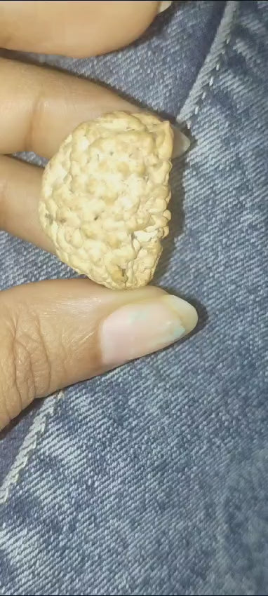 1 Mukhi Rudraksha