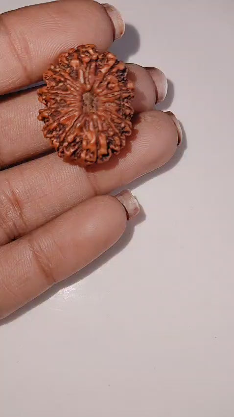 12 Mukhi Rudraksha