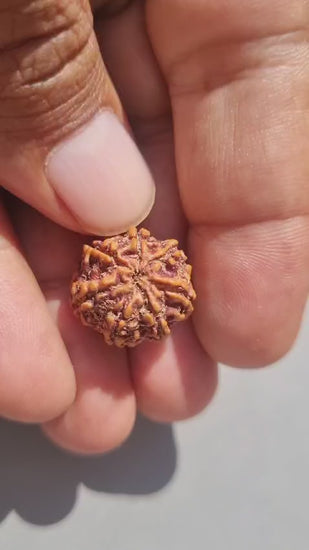 Rudraksha | 7 Mukhi | With Certificate