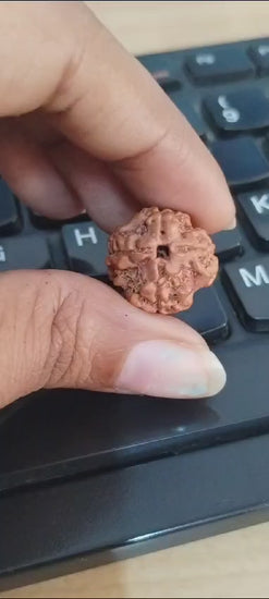 4 Mukhi Rudraksha